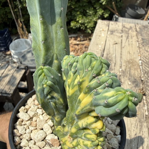 Variegated Monstrose Myrtillocactus new collector's cactus
