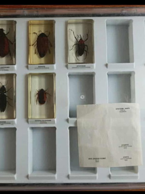 Authentic insect collection used, missing pieces