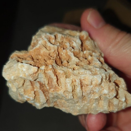 Fossilized coral from Northern Evros new, in box