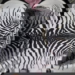  Roberto Cavalli συλλεκτικά