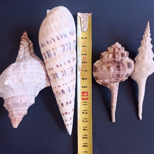 Collectible natural exotic seashells set of 4 pieces like new