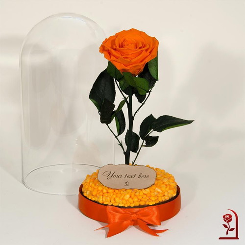 Orange natural eternal rose in large glass dome new