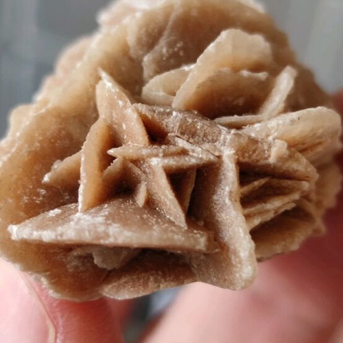 Desert Rose new