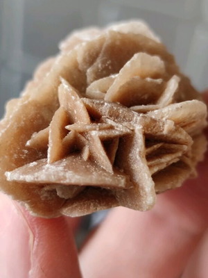 Desert Rose new