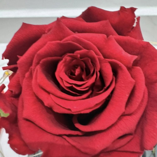 Preserved red rose in glass dome used with LED lights