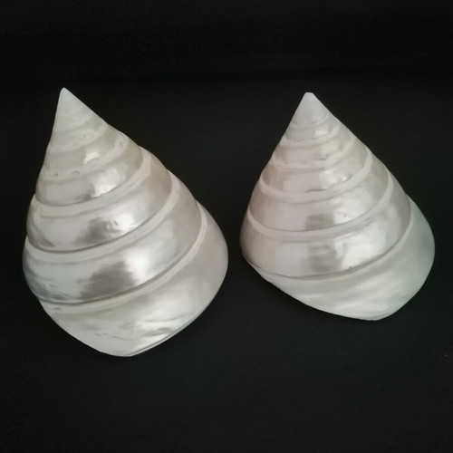 Polished seashells with iridescent pearl surface