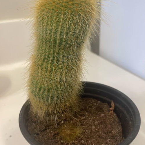 Cleistocactus 12cm height with baby cactus new
