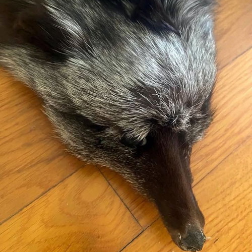 Authentic Vintage Fur / Silver Fox Leather brand new Ideal for home decoration