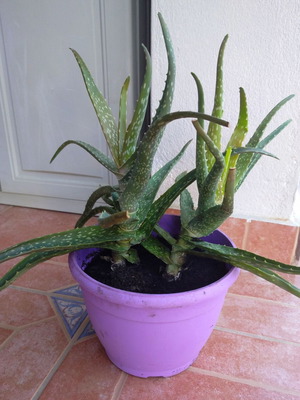 Aloe Vera medicinal plant tree-like new with two roots in pot