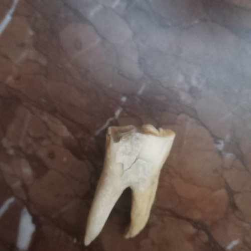 Fossil used animal tooth natural bone collectible