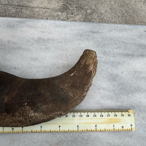 Transport container used, possibly for gunpowder, made of horn
