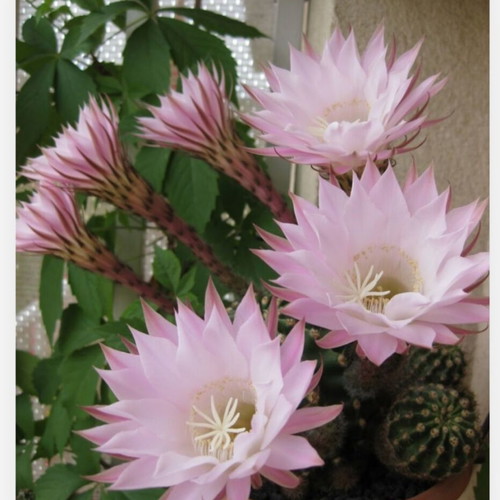Echinopsis pink flowering cactus custom made