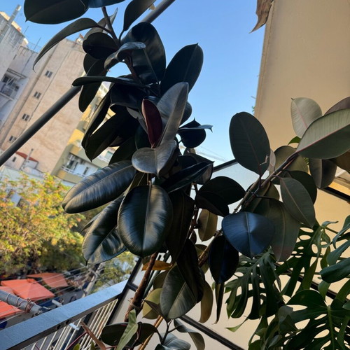 Ficus plant black like new