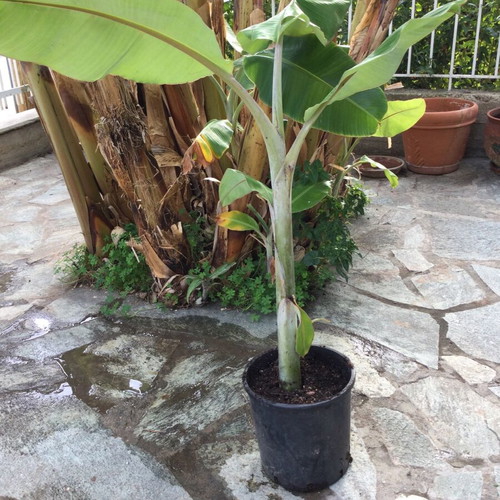 Banana plant new, height 60 cm