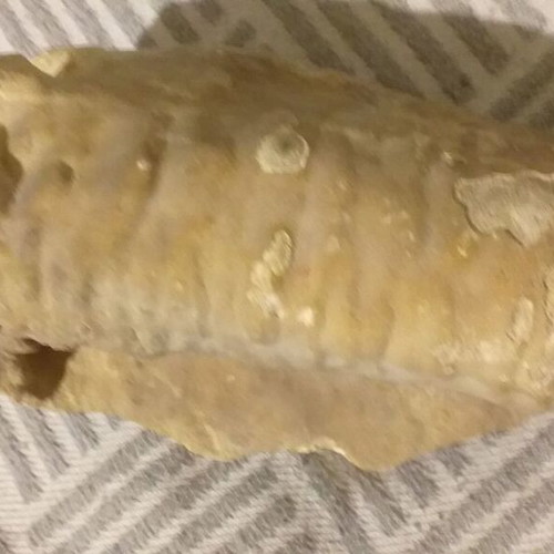 Fossils like new, set with comb, starfish and unknown