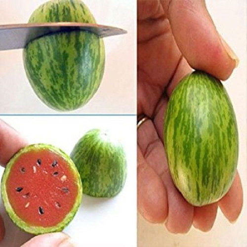 Cucamelon Mexican Mini Melon Cucumber Seeds, rare climbing plant