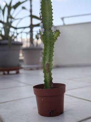 Euphorbia Trigona σαν καινούργιο διακοσμητικό φυτό εσωτερικού και εξωτερικού χώρου