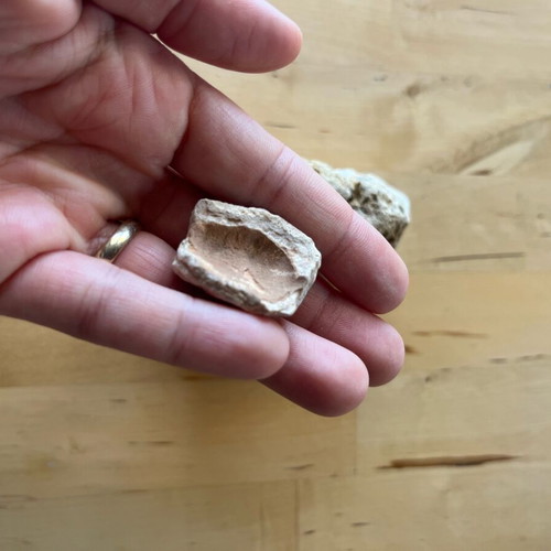 Abia Messinia shell and stone fossil refurbished