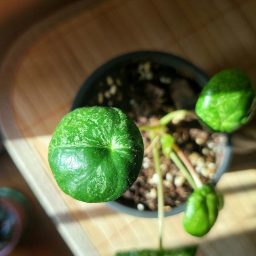 Pilea Peperomioides 'Mojito' variegated plant, small size