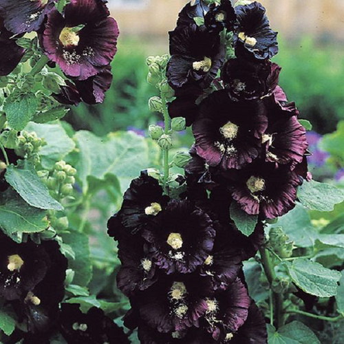 Rosea Nigra Hollyhock black flower seeds, pack of 20