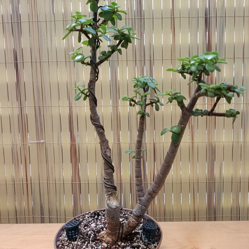 Portulacaria afra Bonsai 38cm new