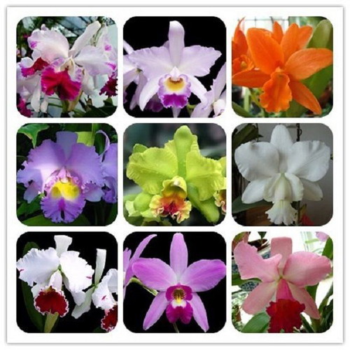 Cattleya orchid seeds, pack of 25, multicolored