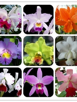 Cattleya orchid seeds, pack of 25, multicolored