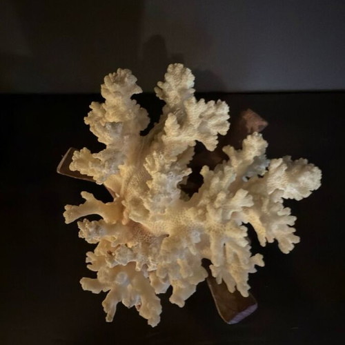 Natural White Coral on Wooden Base collectible sea decoration like new