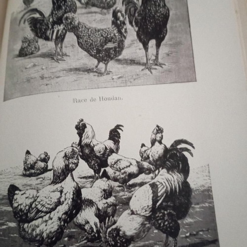 Toute la basse-cour book used, French language