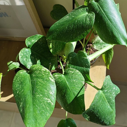 Monstera Mint plant