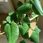 Monstera Mint plant