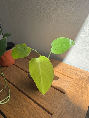 Monstera small plant new
