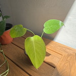 Monstera small plant new