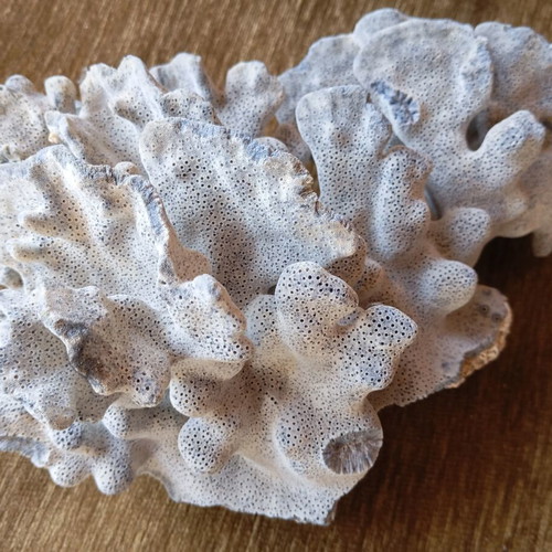 Natural coral used for summer decoration