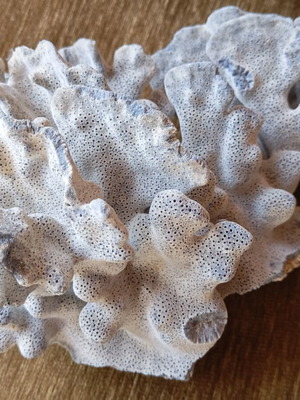 Natural coral used for summer decoration