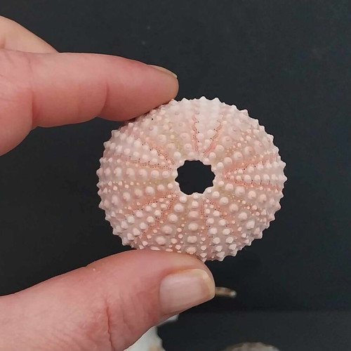 Collection of Exotic Seashells and Corals like new, 11 natural specimens