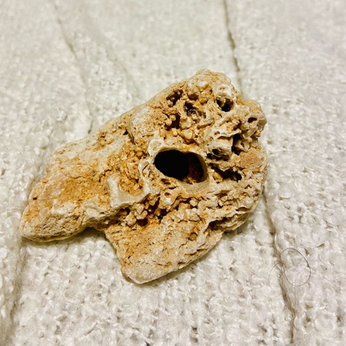 Coral fossil new, thousands of years old for collectors