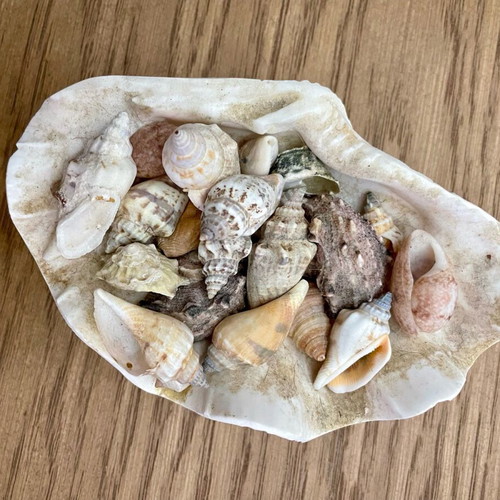 Decorative shell like new with small shells