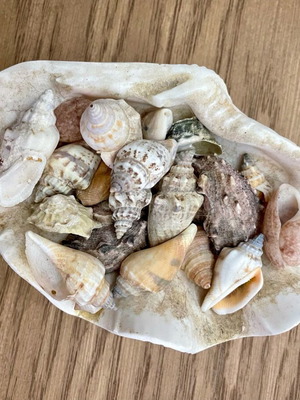 Decorative shell like new with small shells