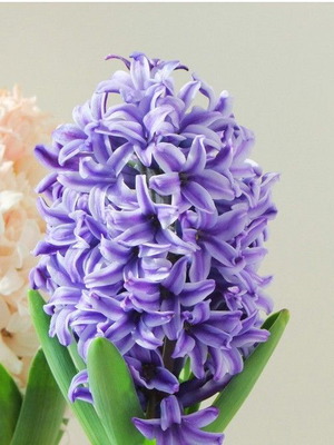 Hyacinthus flower seeds, pack of 25, multicolored aromatic