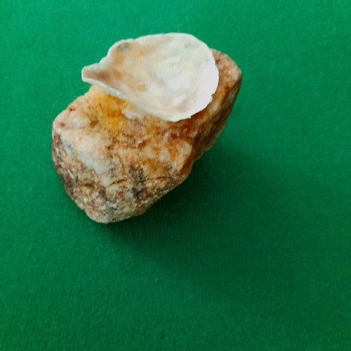 Stone and shell construction new, ring or earring holder
