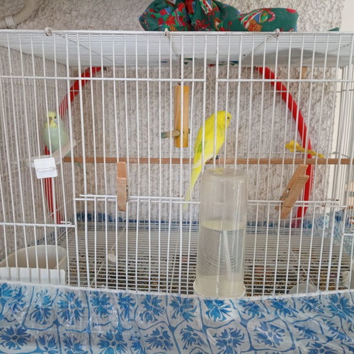 Birdcage used 60x40x40 with perches, waterers and feeders