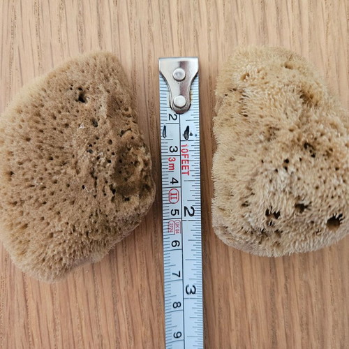 Natural sponges new, pack of 7 small, ideal for face