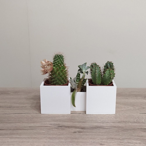 Nisiotika Spitakia 3D Printed Decorative Plant Holder new