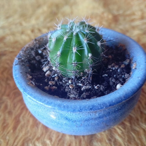 Echinopsis cactus in ceramic pot new