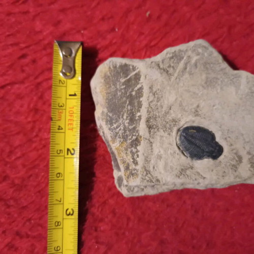 Authentic Elrathia Trilobite fossil used