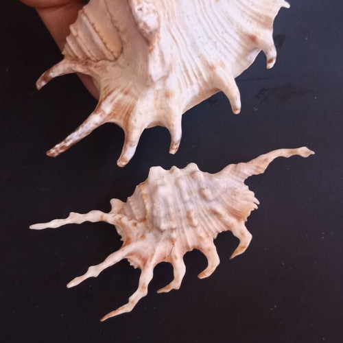 Collectible Natural Spider Conch Seashells Lambis & Harpago set of 2 like new