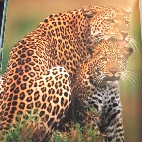 Wildlife Photography Books like new, pack of 6 large albums