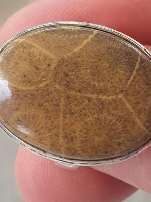 Polished Coral Fossil Ring silver plated size USA9 new