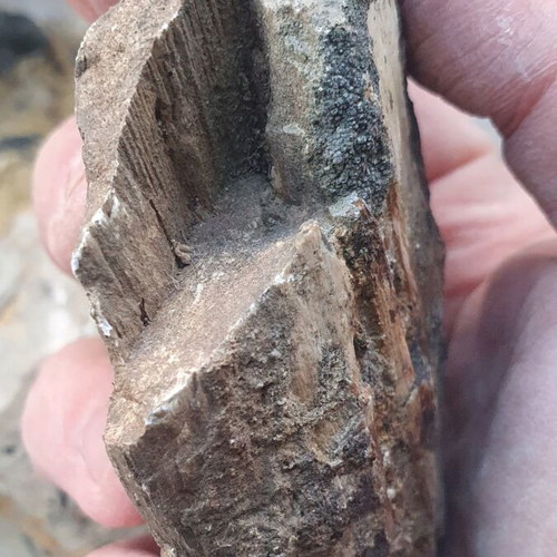 Petrified wood from Greece new